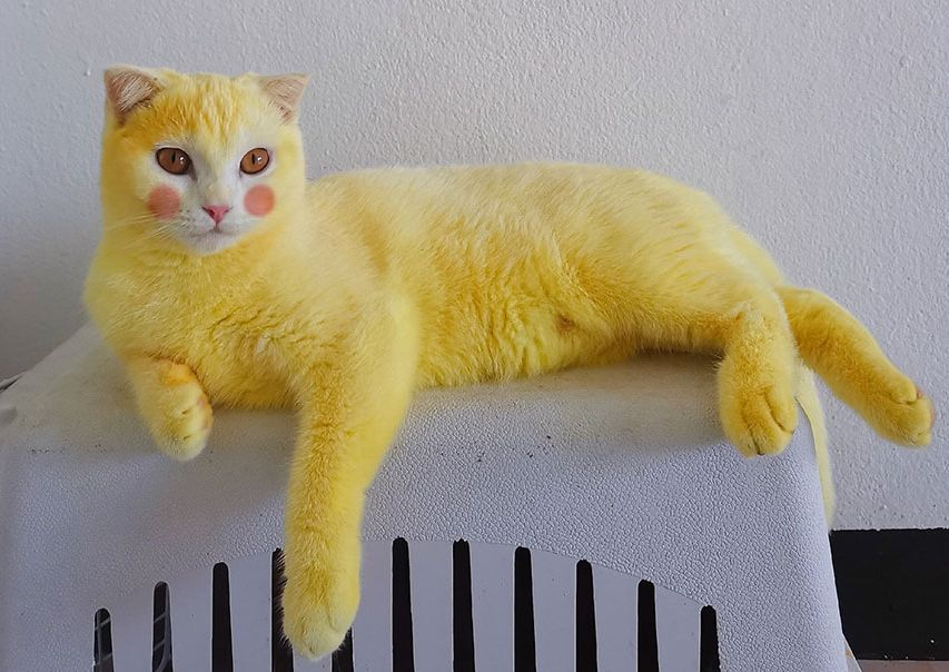Gambar Kucing Kuning - 55+ Koleksi Gambar