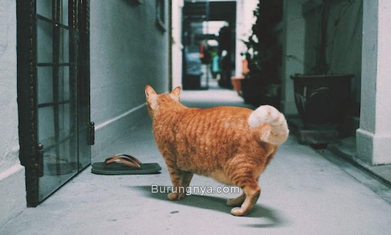 Detail Gambar Kucing Kurus Tidak Diberi Makan Nomer 18