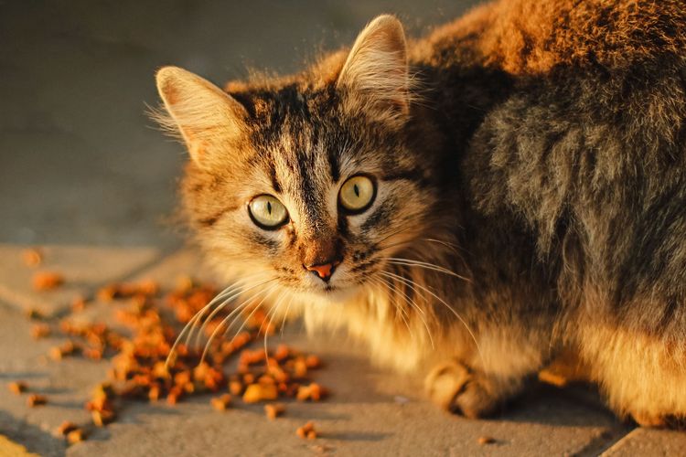 Detail Gambar Kucing Kurus Tidak Diberi Makan Nomer 20