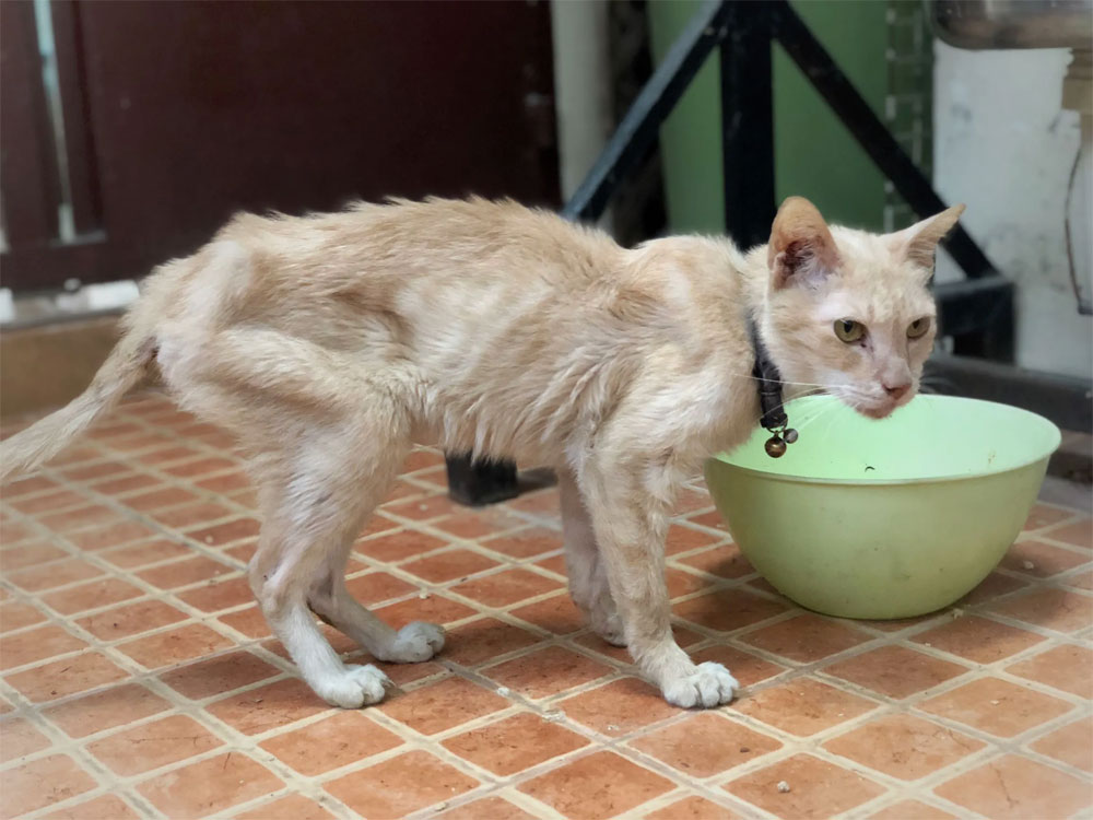 Detail Gambar Kucing Kurus Tidak Diberi Makan Nomer 4