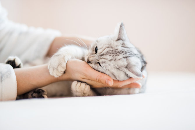 Detail Gambar Kucing Kurus Tidak Diberi Makan Nomer 34