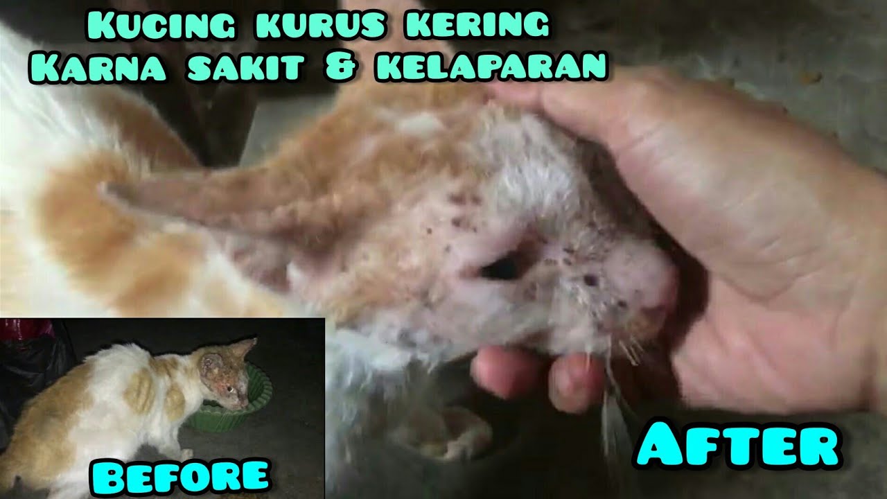 Detail Gambar Kucing Kurus Tidak Diberi Makan Nomer 44