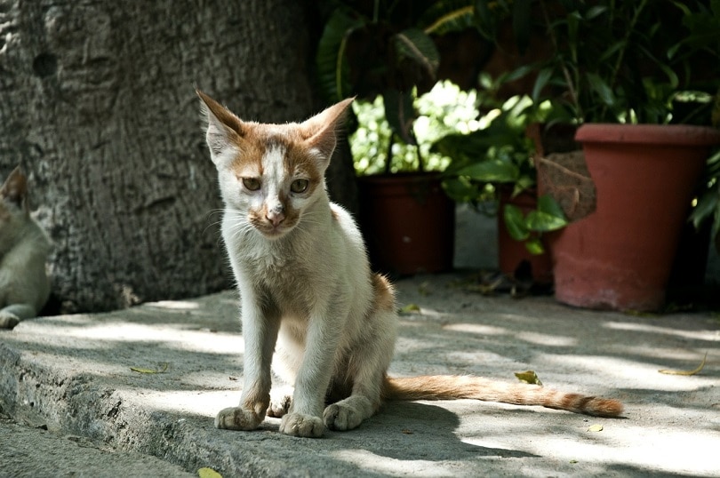 Detail Gambar Kucing Kurus Tidak Diberi Makan Nomer 9