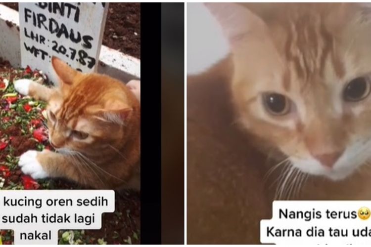 Detail Gambar Kucing Lagi Sedih Nomer 26