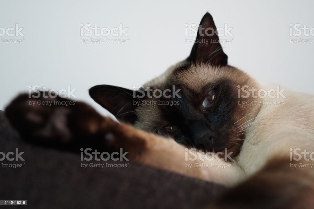 Detail Gambar Kucing Lelah Nomer 34