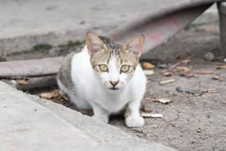 Detail Gambar Kucing Liar Nomer 24