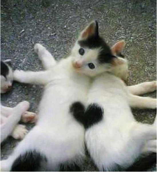 Detail Gambar Kucing Love Nomer 25
