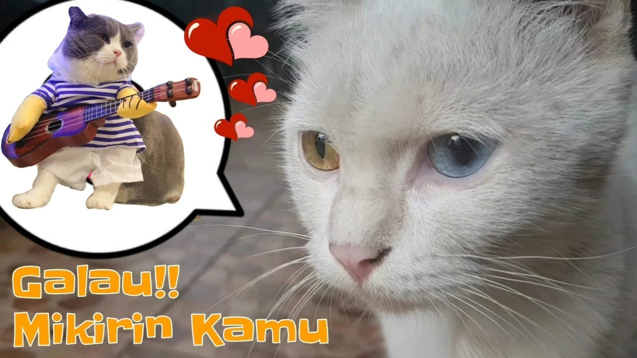 Detail Gambar Kucing Lucu Galau Nomer 23