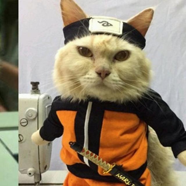 Gambar Kucing Lucu Gambar Naruto Vs Sauke - KibrisPDR