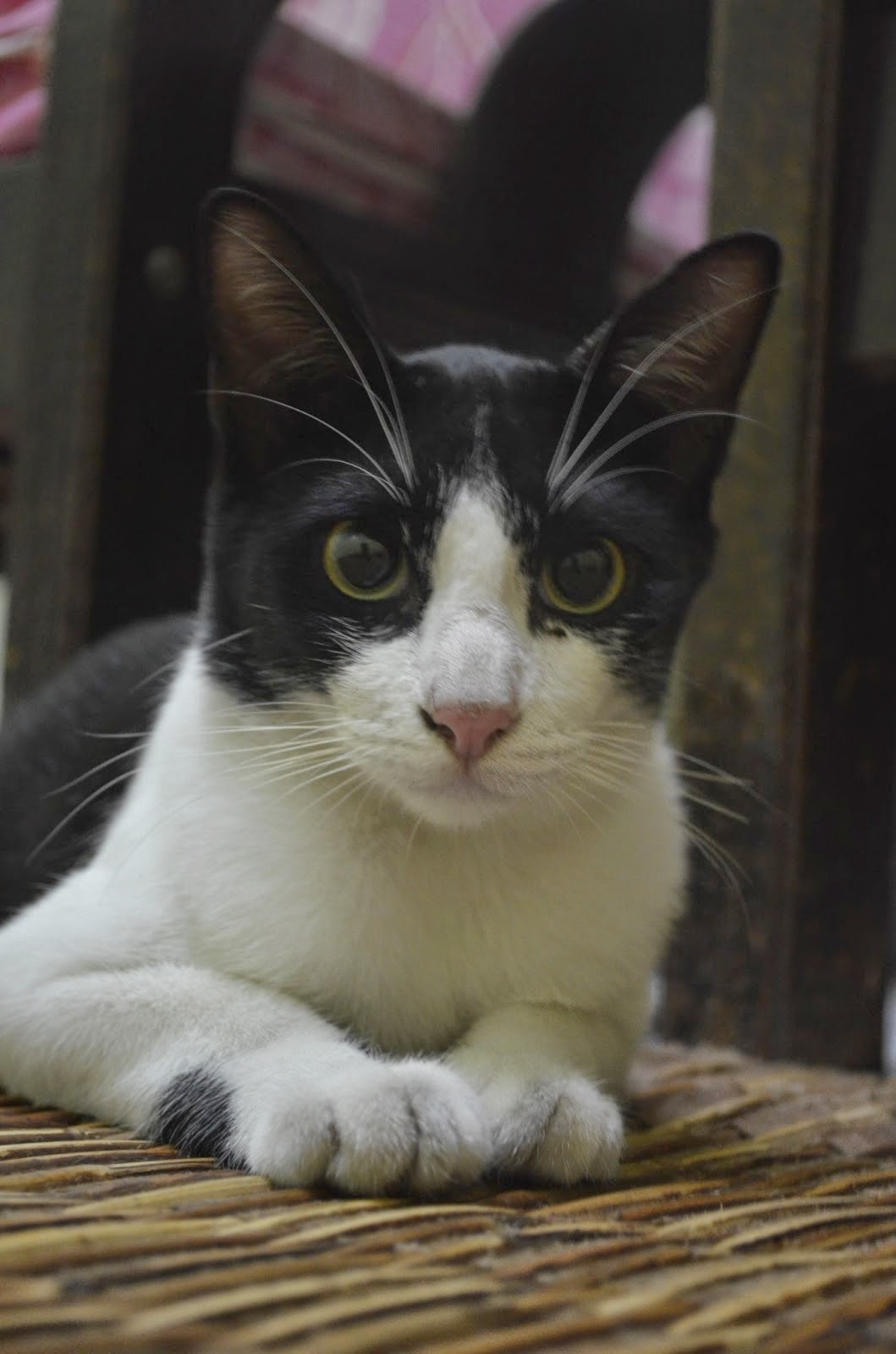 Detail Gambar Kucing Lucu Hitam Putih Nomer 28