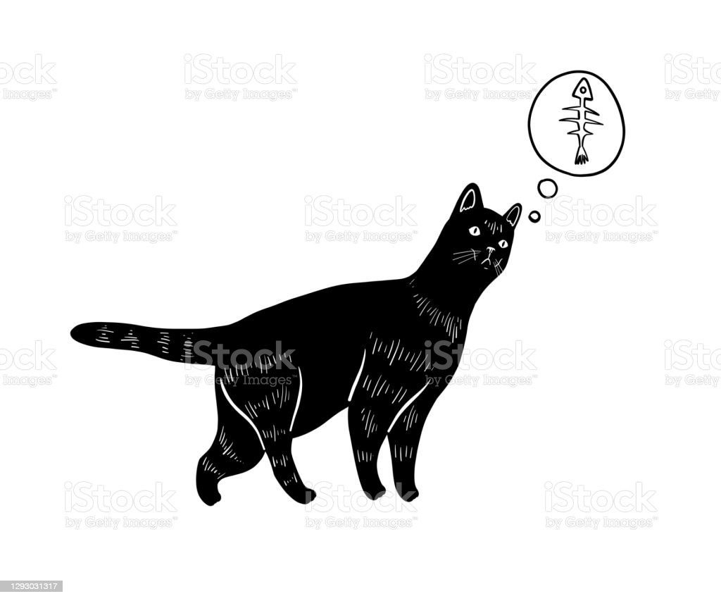 Detail Gambar Kucing Lucu Hitam Putih Nomer 41