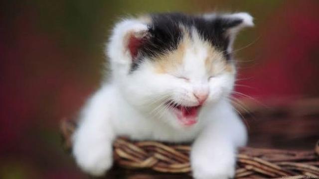 Download Gambar Kucing Lucu Sedunia Nomer 17