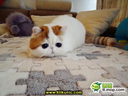 Detail Gambar Kucing Lucu Sedunia Nomer 44