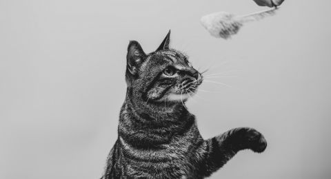 Detail Gambar Kucing Lucu Terbaru Nomer 40