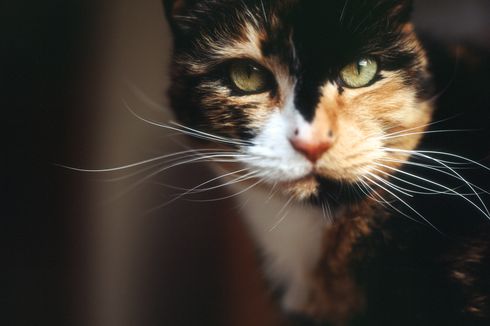 Detail Gambar Kucing Lucu Terbaru Nomer 50