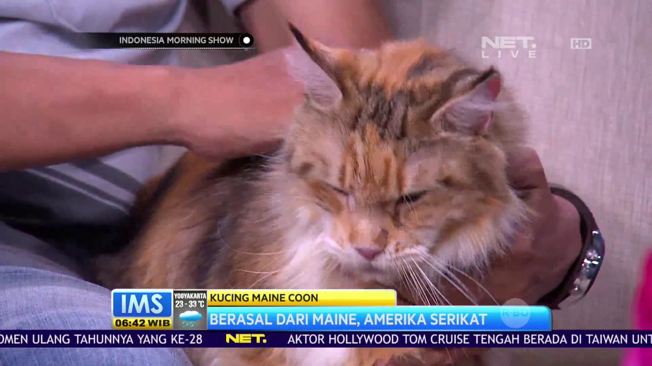 Detail Gambar Kucing Maine Coon Nomer 35