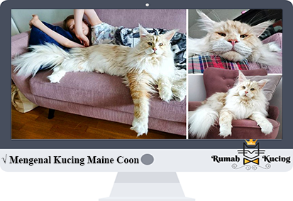 Detail Gambar Kucing Maine Coon Terbesar Nomer 22