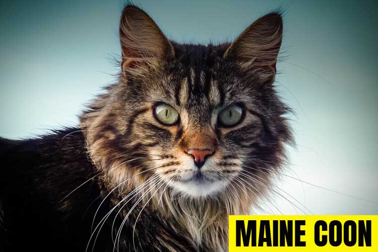 Detail Gambar Kucing Maine Coon Terbesar Nomer 35