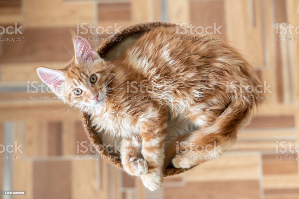 Detail Gambar Kucing Maine Coon Terbesar Nomer 42