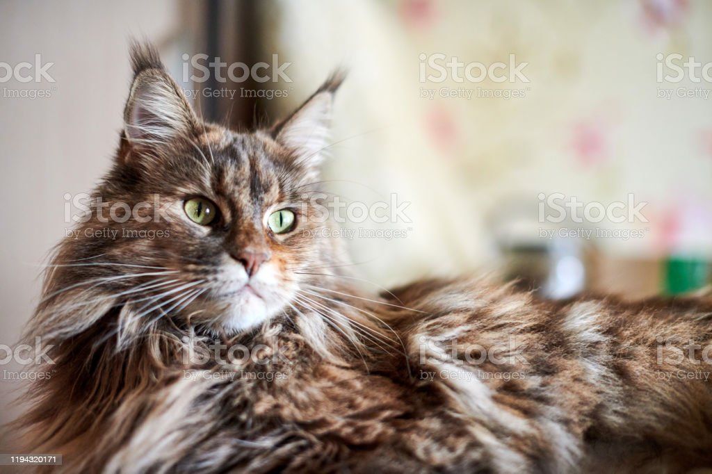 Detail Gambar Kucing Maine Coon Terbesar Nomer 44