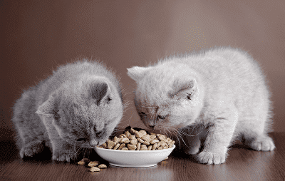 Gambar Kucing Makan - KibrisPDR