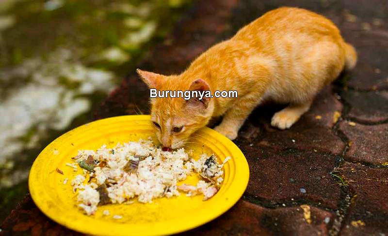 Detail Gambar Kucing Makan Nomer 11