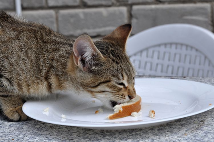 Detail Gambar Kucing Makan Nomer 12