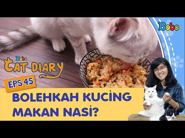 Detail Gambar Kucing Makan Nomer 15