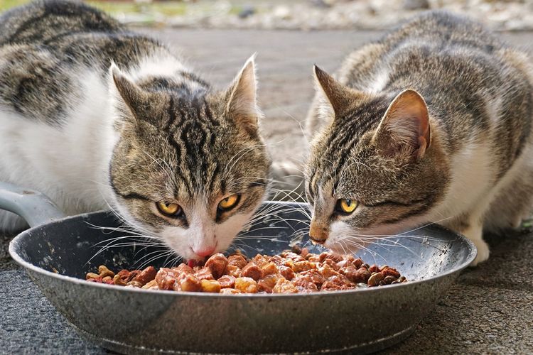 Detail Gambar Kucing Makan Nomer 3