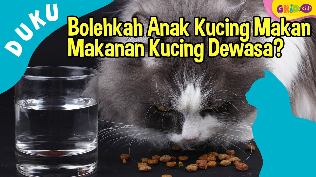 Detail Gambar Kucing Makan Nomer 22