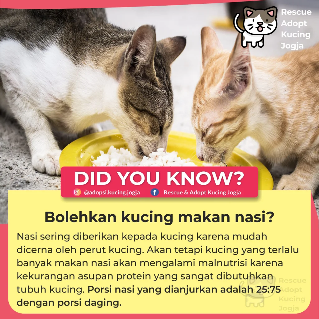 Detail Gambar Kucing Makan Nomer 29