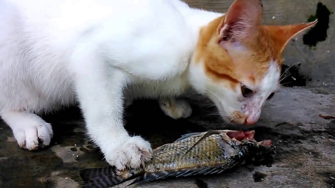 Detail Gambar Kucing Makan Ikan Nomer 2