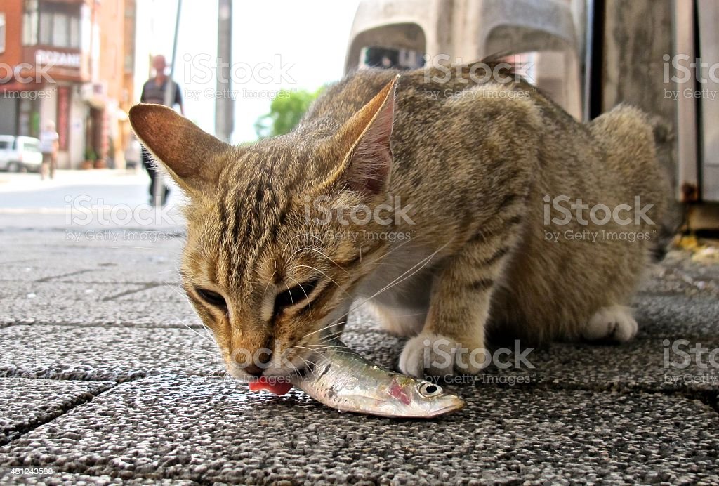 Detail Gambar Kucing Makan Ikan Nomer 12