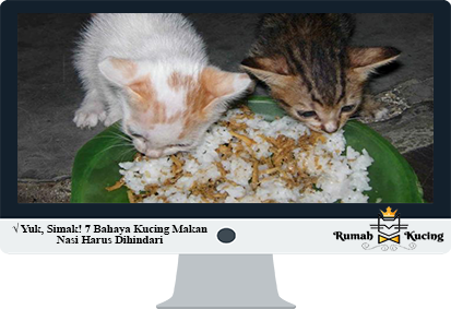 Detail Gambar Kucing Makan Ikan Nomer 44