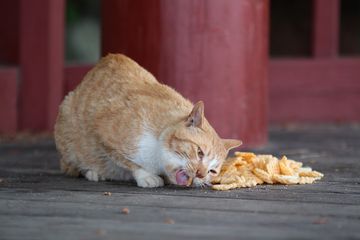 Detail Gambar Kucing Makan Ikan Nomer 46