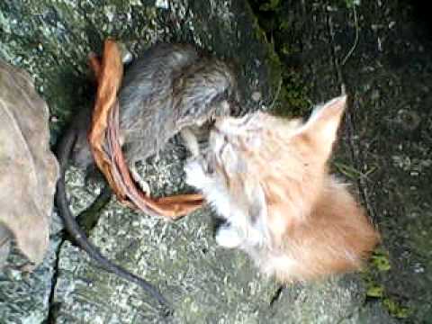 Detail Gambar Kucing Makan Tikus Nomer 16