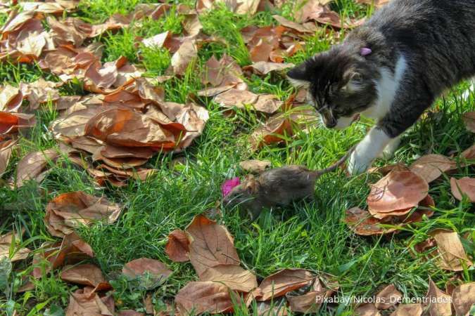 Detail Gambar Kucing Makan Tikus Nomer 5