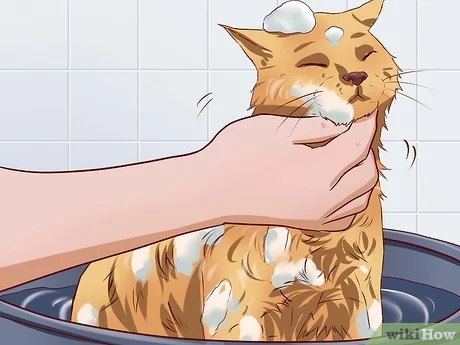 Detail Gambar Kucing Mandi Nomer 25