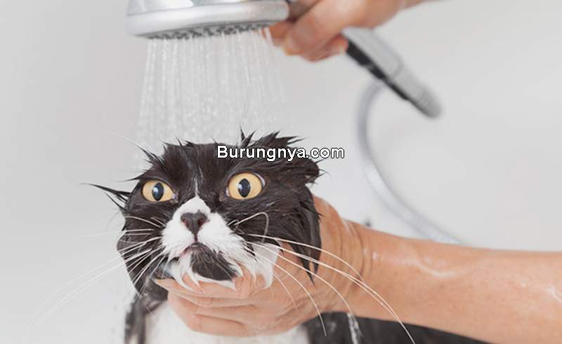 Detail Gambar Kucing Mandi Nomer 36