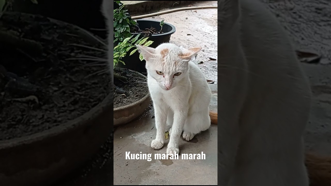 Detail Gambar Kucing Marah Nomer 41