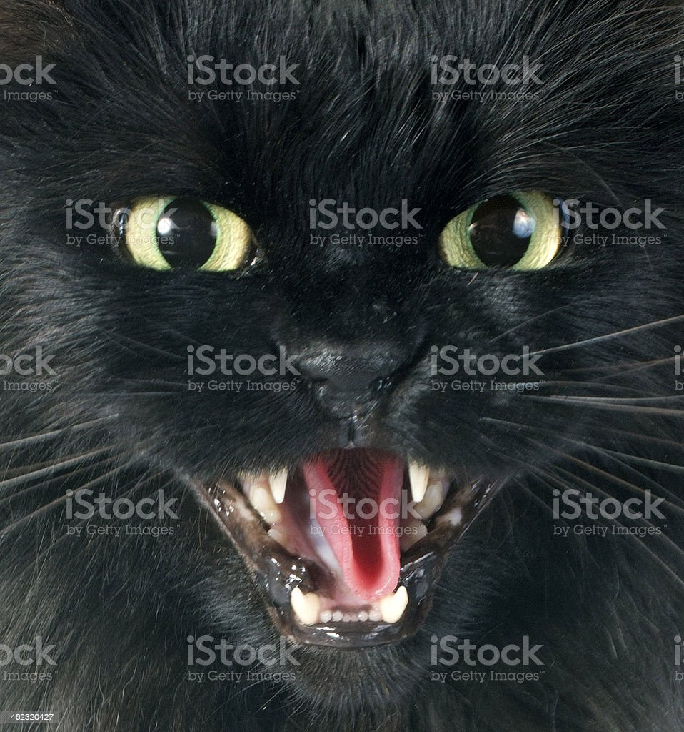 Detail Gambar Kucing Marah Nomer 53