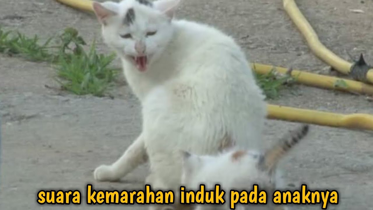 Detail Gambar Kucing Marah Nomer 54