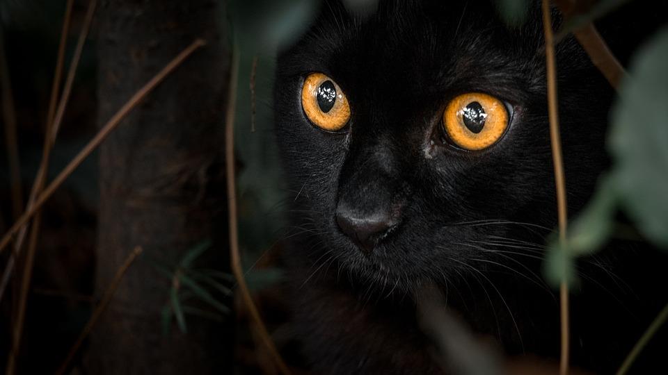 Detail Gambar Kucing Mata Cokelat Nomer 18