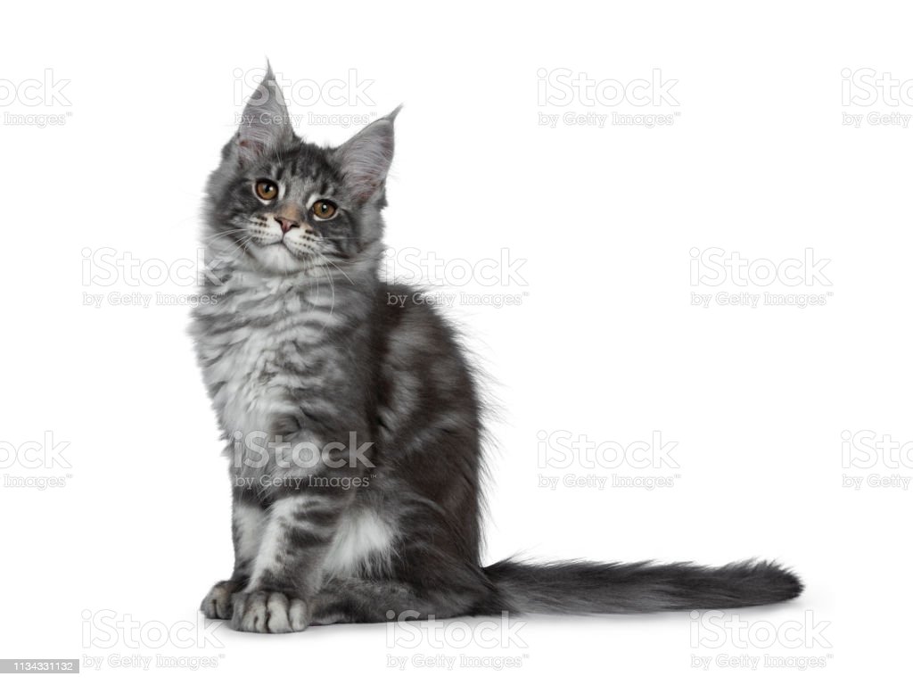 Download Gambar Kucing Mata Cokelat Nomer 41