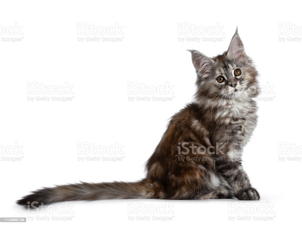 Detail Gambar Kucing Mata Cokelat Nomer 9