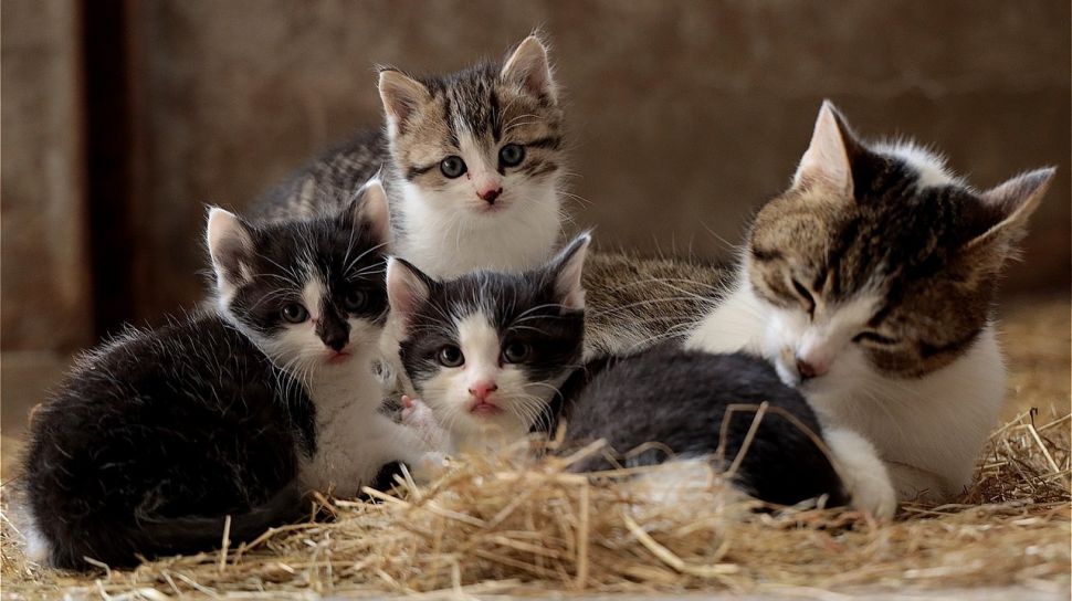Detail Gambar Kucing Melahirkan Nomer 19