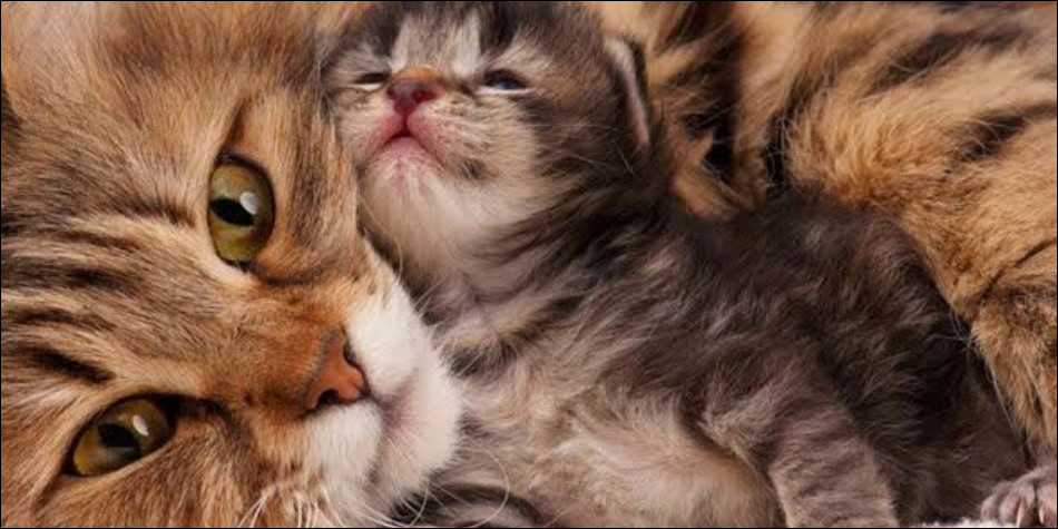 Detail Gambar Kucing Melahirkan Nomer 35
