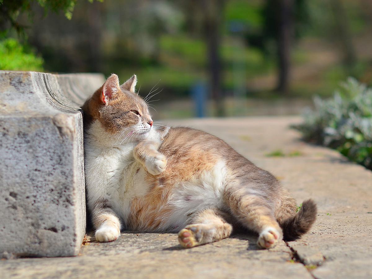 Detail Gambar Kucing Melahirkan Nomer 41