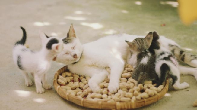 Detail Gambar Kucing Melahirkan Nomer 47