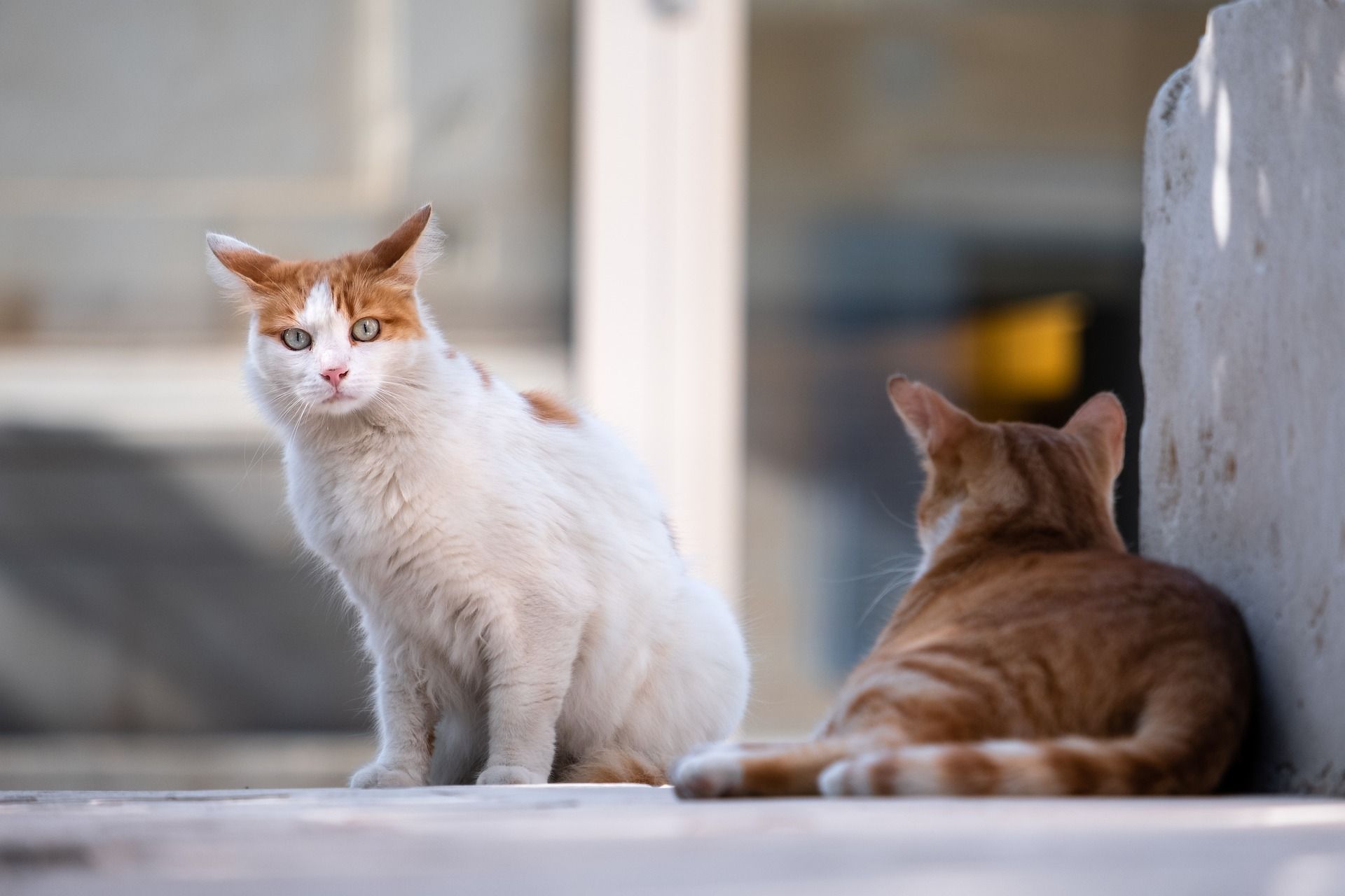 Detail Gambar Kucing Melahirkan Nomer 52